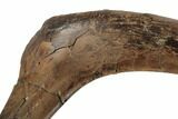 Hadrosaur (Edmontosaurus) Rib Bone (Bite Mark) - South Dakota #192623-2